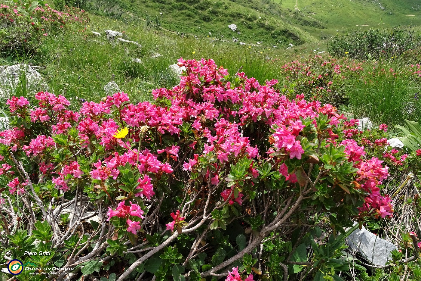 74 Rododendro irsuto (Rhododendron hirsutum).JPG